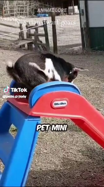 Discover the Nigerian Dwarf Goat: Your Perfect Mini Pet