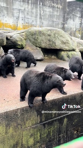 ツキノワグマの子熊と鳴き声の魅力