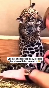354K views · 83K reactions | A baby leopard forms a heartwarming bond...