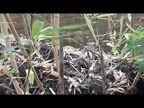 How fast does bamboo grow in a day [Answer based on real measurements]
