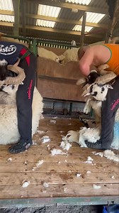 3.6K views · 82 reactions | Shearing Rams  <shearing school> | Shearing Industry Culture | Facebook
