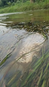 Amazing big stuck river fish found fisherman #fish #reels #fishing #video | Discovery Site