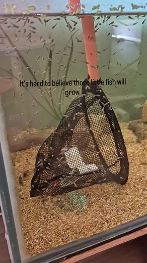 1.9K views | How beautiful their eggs came to life  | Kimberly Docherty | Facebook