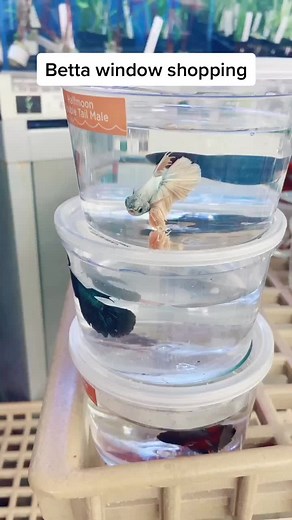 Explore Unique Betta Fish Varieties at Petco