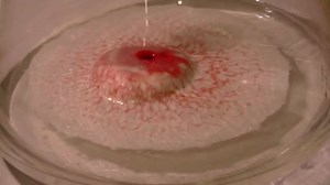 The foamy reaction that occurs when blood meets 30% hydrogen peroxide is due to catalase in the blood. Catalase turns hydrogen peroxide (H2O2) into water and oxygen gas. #FunFactFriday | Columbia Surgery