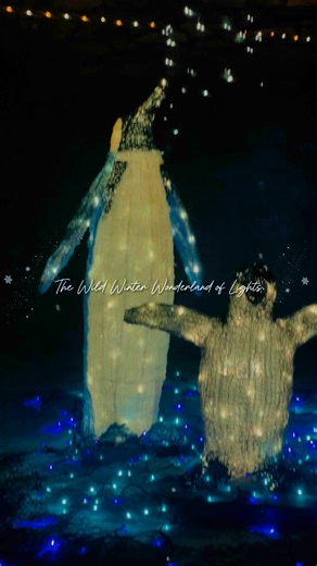 This winter, the zoo comes alive in a whole new light! ❄️✨ Stroll through a sparkling wonderland and enjoy a glowing journey like no other. Perfect for families, friends, and anyone who loves a little holiday magic! Meet luminous creatures (and real ones too) or take a ride on the train. 🚂 Regular park admission applies and all dates of operation can be found right on our website! Doors open at 5pm and last customers are taken at 8:30pm. See you soon!🐧 | The Wild Animal Park