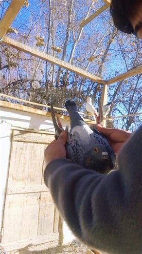 Long Distance Racing Pigeons: Specialized Bloodlines for Hard Mountain Races (Extreme Homing Pigeons