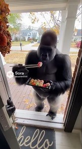 Gorilla eating sushi