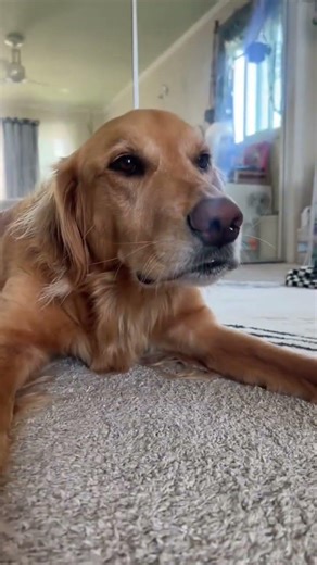 coming home to my golden retriever🥵 #goldenretreiver #dog #india #puppy #happypuppy #foreverpuppy