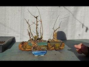 Acer Campestre Forest 8