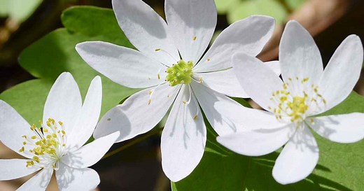 Standing Stone State Park