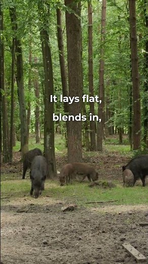 The Best Hog Trap for Low Country Swamps #hunting #hoghunting #hog #hunter #wildlife #pig #trap