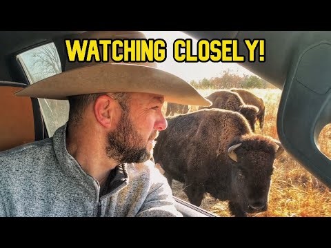 This Is How Problems Start in a Bison Herd!