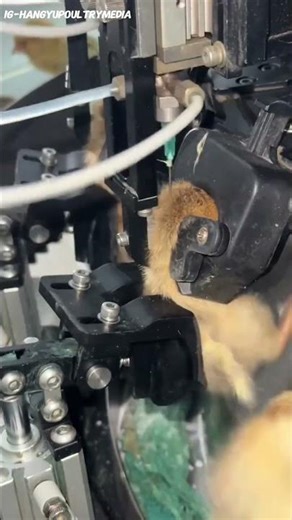 What Is Hatchery Vaccination in Poultry Farming? #shorts #encoreyash