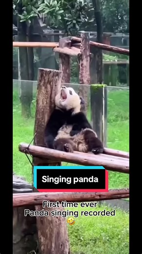 Panda can sing 🤣 #panda #cutepanda #funnypanda #熊猫 #大熊猫 #shorts #pandalover #cuteanimals #funnyanimals #cutepandavideos #funnypandavideos #pandaoftiktok #pandaofinstagram #fyp