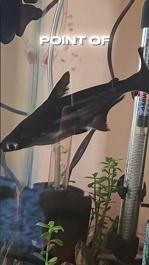 Iridescent Sharks Get SIX FEET Long