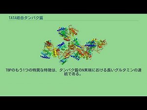 TATA結合タンパク質