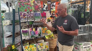 132 reactions · 14 shares | Tips from Tim - Plant now for spring color! Now is the time to plant your bulb plants including crocus, hyacinth, daffodils, tulips, muscari, iris, and other bulbs. We also just got in several varieties of seed garlic, which should be planted now for harvest next summer! Visit our website for some planting tips at https://www.jollylane.com/growing-tips/article/the-time-to-plant-is-now/ | Jolly Lane Greenhouse | Facebook