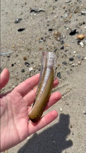 Here are the types of shells you can find on the east coast! #seashells #beachcombing