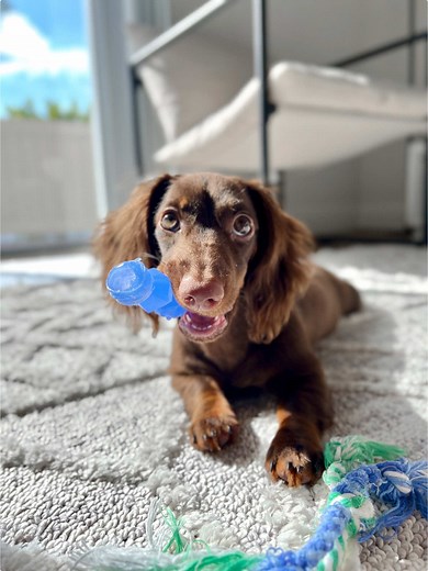 Protecting My Dachshund's Back with Love