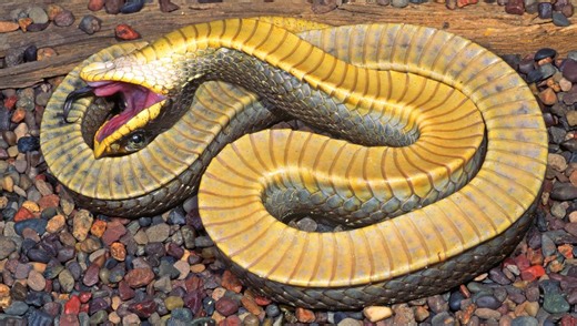 These Hognose Snakes Have The Most Dramatic Defense Technique You've Ever Seen