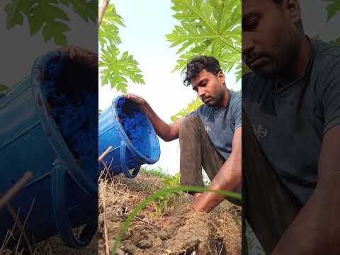 I Planted a Lemon Tree ! lemon tree, planting lemon tree, how to plant lemon tree