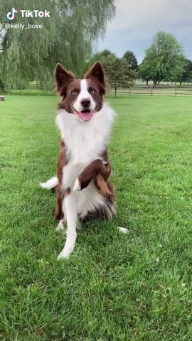 kelly_bove on TikTok