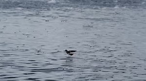 6K views · 156 reactions | Wilson’s Storm Petrels are such remarkable...