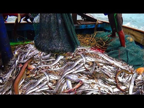 BELT FISH CATCHING AT SEA