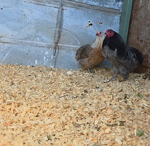 Paired up this beautiful Araucana couple today. If you don't chicken, we'll translate: Rooster: "hey girl, I am the man of your dreams!! How you doing? (In our best Joey Tribbiani voice) Hen: "oh, hi. Ummm, I'm not really dating right now" | Two Chicks Farm