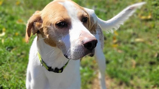 My dog is a vegetarian. Is that OK?