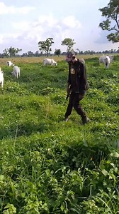 The aboki Sabi legwork pass Poco lee 🤣🤣🤣🤣 | Marlians TV