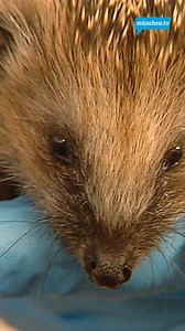 Im Tierheim München warten Hunderte geschwächte Igel auf ihre Rettung. Die Igel sind nicht in ihrem regulären Rhythmus, da der Klimawandel die Temperaturen und die Verfügbarkeit von Nahrung beeinflusst. Die Tiere sind abgemagert und haben Parasitenprobleme, die durch die Futterwahl und die Umweltbedingungen verursacht werden. Das Tierheim München bietet eine Lösung an: die Igel werden entfloht, entwurmt und wieder mit speziellem Futter aufgepäppelt. Sobald sie wieder fit sind, können sie zurück 