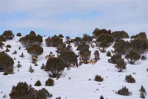 Here’s what Colorado Parks and Wildlife aircraft are doing on the Western Slope