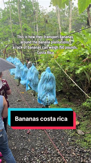 Transporting Bananas in Costa Rica: A Year-Round Guide
