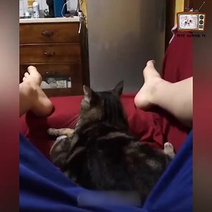 828K views · 10K reactions | OMG So Cute ♥ Funny Cats Compilation 2022 藍 #petlovers #videopets #smartcats #cat #funnycats #cutekitty | Pets Farm | Facebook