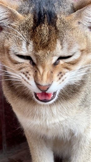 Cute cat Meowing #mandumaniac #viral #shortvideos #cat #youtube #cute