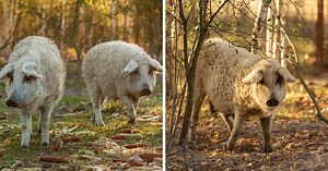 'Sheep Pigs' Exist And They're Like Large Fuzzy Dogs