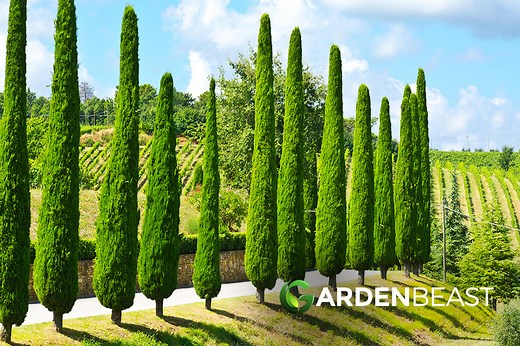 Italian Cypress Guide: How to Care for "Cupressus sempervirens"