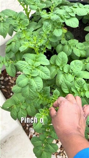 Want BIGGER Potatoes🥔? Do This Simple Trick!