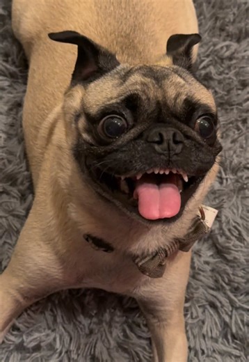 Trucos divertidos para perros Pug y sus dueños