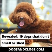 Revealed: 19 Dogs That Don’t Smell Or Shed (2023) - DogsAndClogs