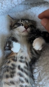 Le petit chat vroom qui fait deux la ronron thérapie 🥰 #chatfou #chat #chaton #ronron #Asmr #asmrcat | Mr.Lucky le chat