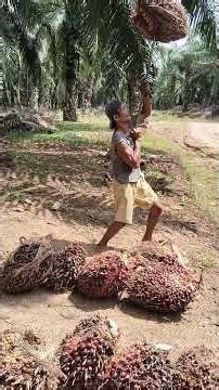 Load large fruit in the scorching heat