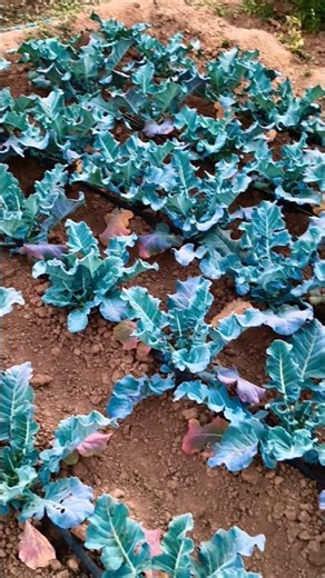 Cabbage Cauliflower Broccoli under drip irrigation in red soil #farming #cauliflower