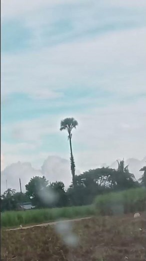 Real lepidodendron tree😱😱😱😱😱😱
