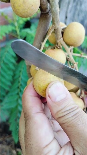 Cutting Exotic Fruits | ASMR Relaxation #fruitcutting #cuttingskills #asmr