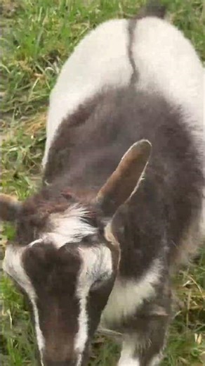 🐐🐐 Goats on the run ! Watch this Pomeranisn chase its ball while the goats race through the field