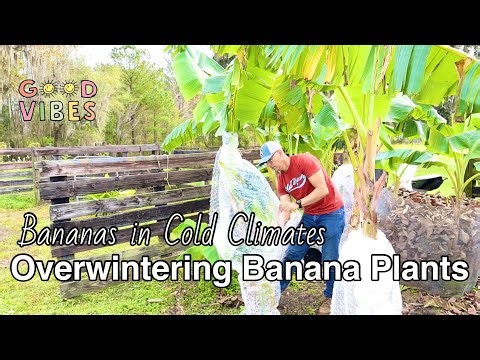 How To Overwinter Banana Plants