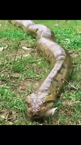 4.7K views · 33 reactions | If a human crossed this, it would be dinnertime.  #anaconda #humanity #sloth #wildlife | Visual Disturbance | Facebook